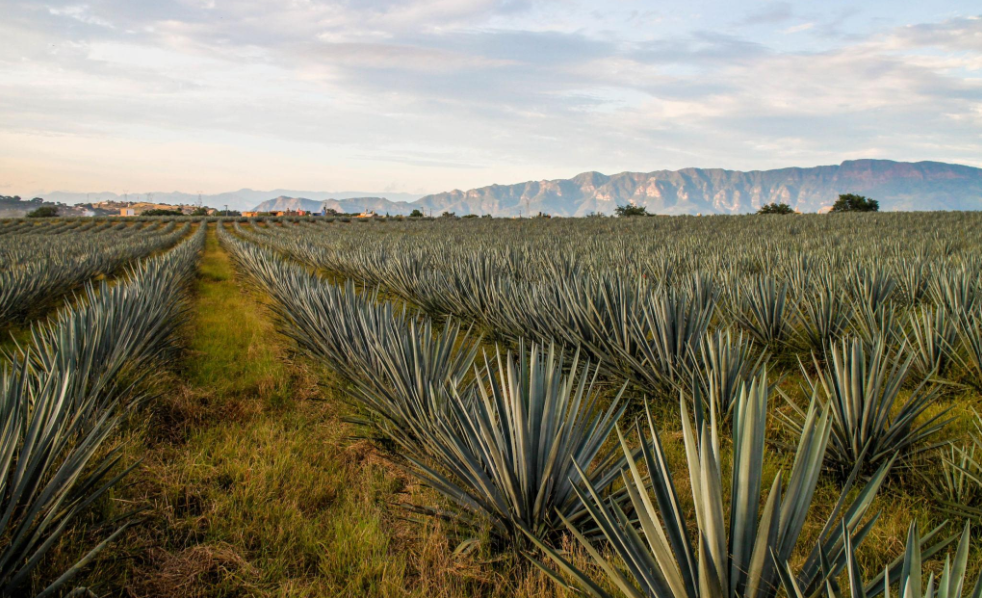 it all starts with the agave