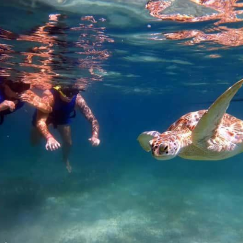 akumal — swim with sea turtles