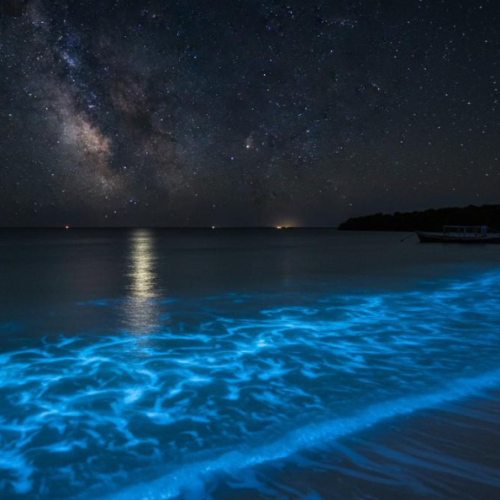 bioluminescent beach — best at night
