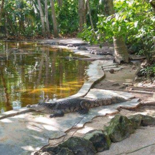 day trip to crococun zoo