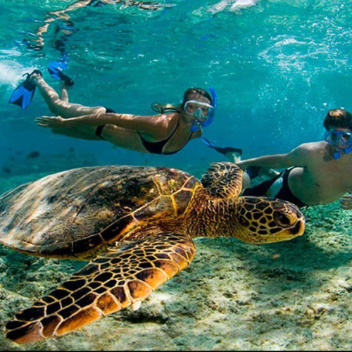 dive or snorkel akumal — sea turtles