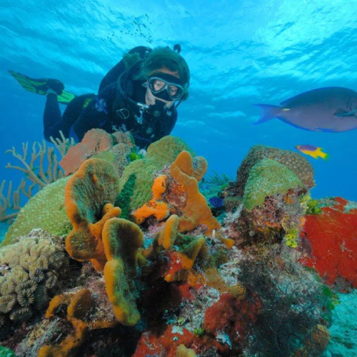 dive the mesoamerican barrier reef