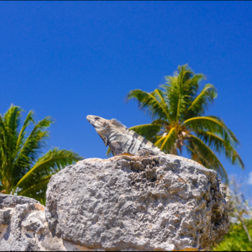 explore el rey ruins