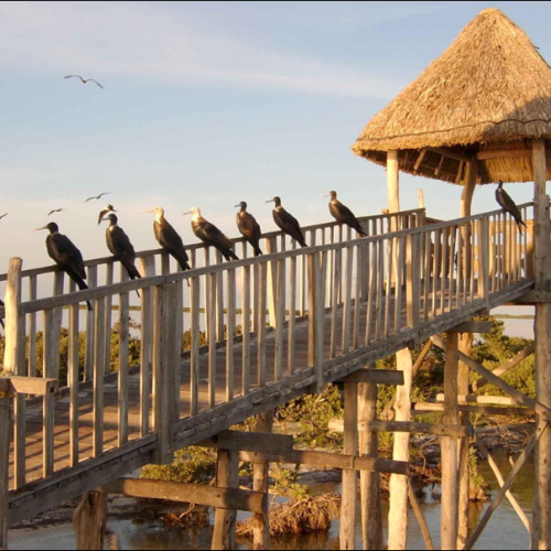isla pájaros