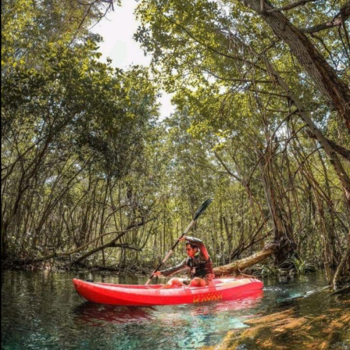 kayak the mangrove jungle