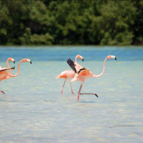 pink flamingos at punta mosquito on holbox island
