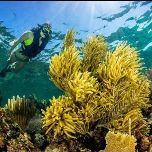 snorkel the puerto morelos national reef park