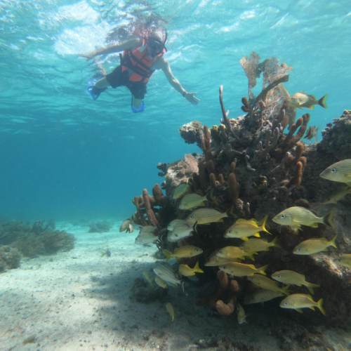 snorkel the reef from the beach