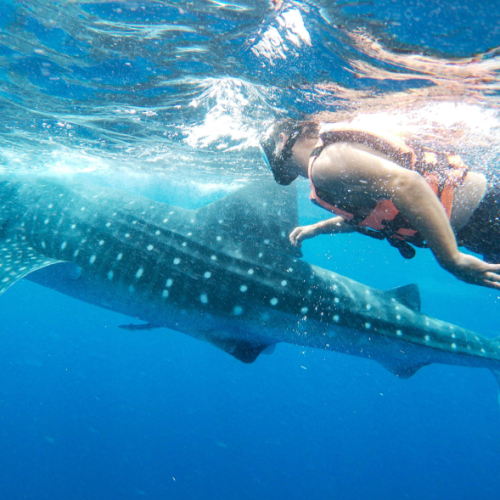 swim with whale sharks